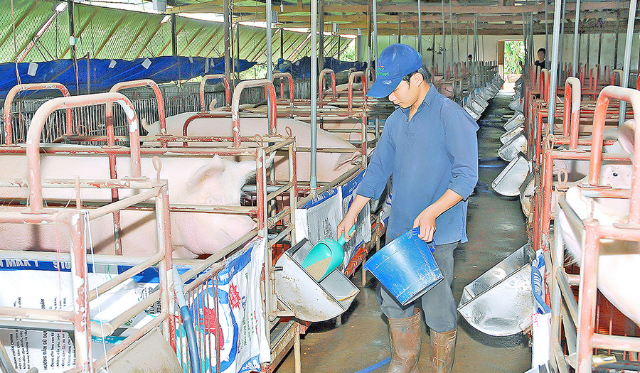  Nông dân cần chú trọng khâu phòng dịch bệnh cho đàn heo khi tái đàn. Ảnh: Đức Thụy