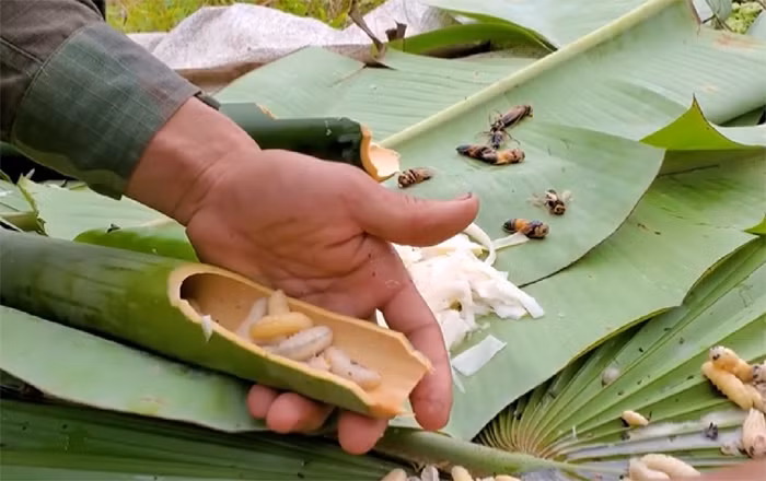 Chế biến nhộng ong trong ống nứa để thưởng thức ngay giữa rừng.
