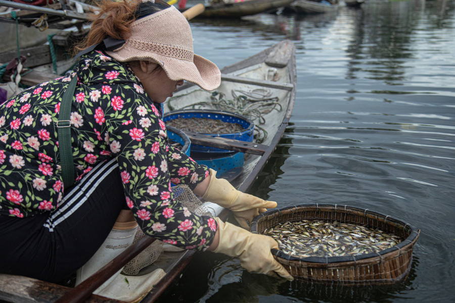 Nhiều loại thủy sản sống ở vùng nước lợ mà chỉ có trên phá Tam Giang mới có