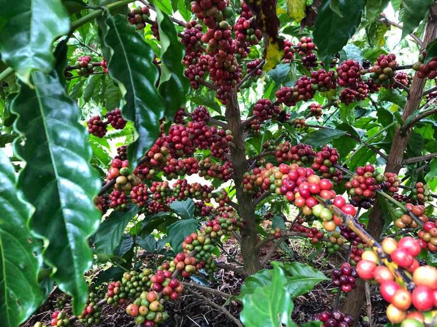 Việc ứng dụng chế phẩm sinh học trong canh tác cây cà phê giúp hạt cà phê được loại bỏ hóa chất, đặc biệt người dân còn bán được giá cao 10.700 đồng/kg cà phê tươi. Ảnh: T.H