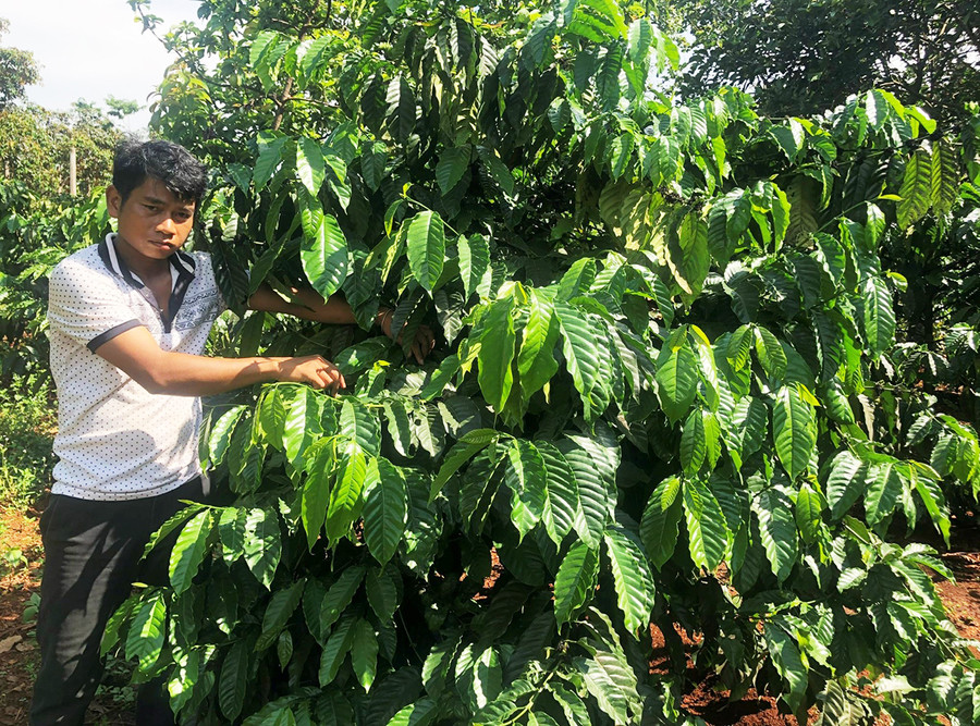 Gia đình anh Siu Beo đang sở hữu 7,5 ha đất sản xuất.Ảnh: Anh Huy