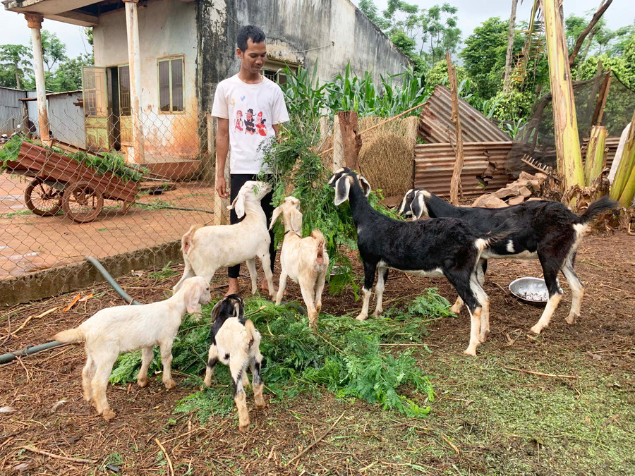 Từ một thanh niên chậm tiến, đến nay anh Kpuih Xuân (làng Tol, xã Ia Hlốp, huyện Chư Sê) đã tích cực làm ăn, phát triển kinh tế gia đình. Ảnh: R’Ô HOK
