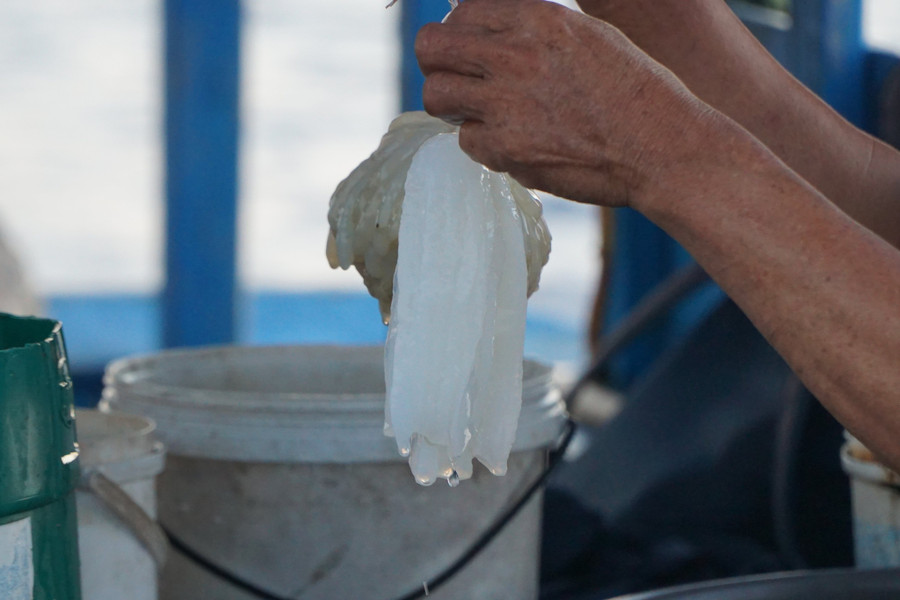 Trứng mực dùng làm mồi bẫy mực. Ảnh: Thế Quang