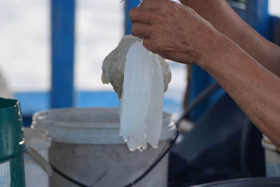 Trứng mực dùng làm mồi bẫy mực. Ảnh: Thế Quang