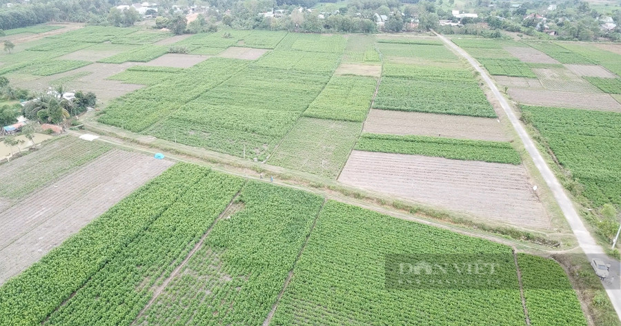 Nghề trồng dâu, nuôi tằm đang mang lại giá trị kinh tế cao cho người dân tại tỉnh Lâm Đồng. Ảnh: Văn Long