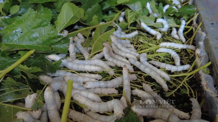 Nghề trồng dâu, nuôi tằm tại xã Tân Văn đang mang lại giá trị kinh tế cao hơn hẳn so với trồng lúa và cà phê. Ảnh: Văn Long