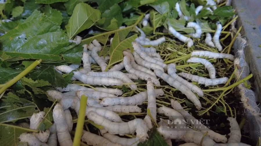 Nghề trồng dâu, nuôi tằm tại xã Tân Văn đang mang lại giá trị kinh tế cao hơn hẳn so với trồng lúa và cà phê. Ảnh: Văn Long