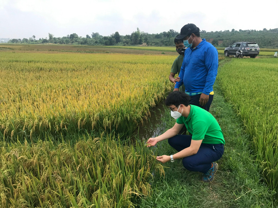 HTX Nông nghiệp và Dịch vụ Lam Anh( xã Glar, huyện Đak Đoa) hướng dẫn người dân sản xuất lúa hữu cơ. Ảnh: Nguyễn Hồng