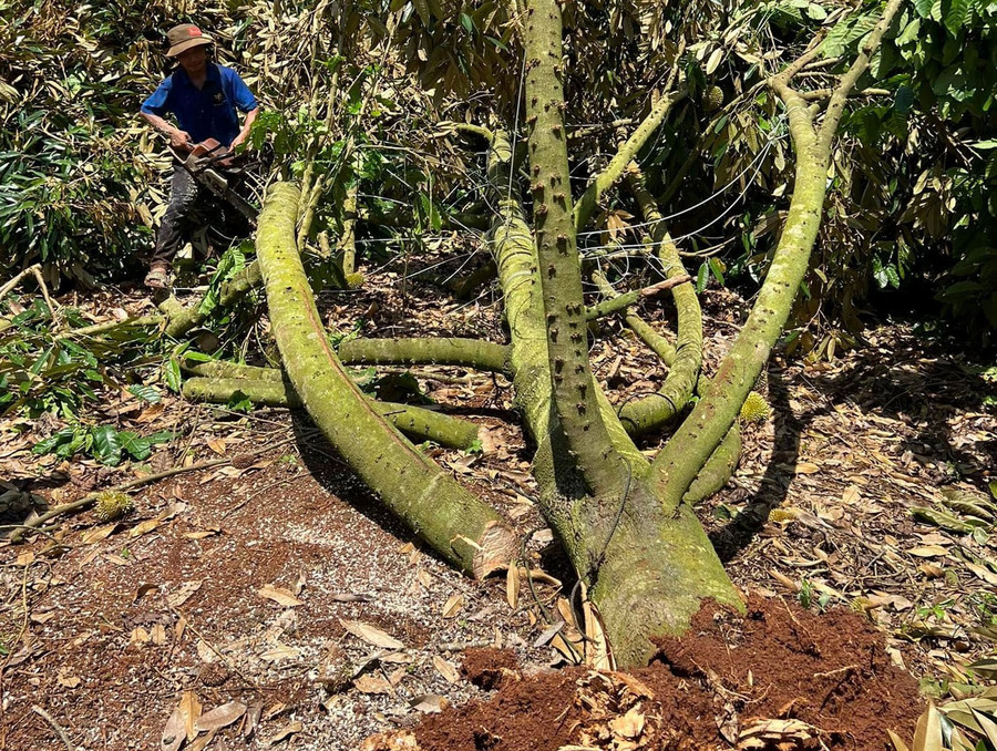 Những cây sầu riêng 