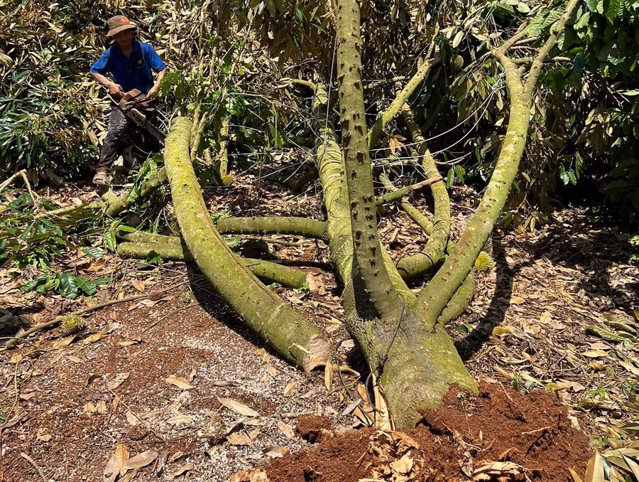 Những cây sầu riêng 