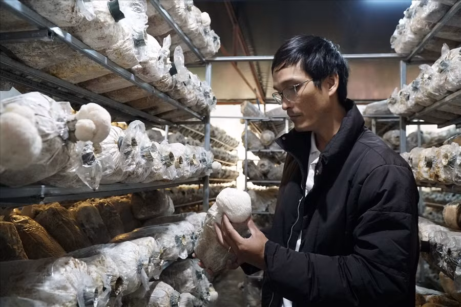 Nấm được trồng theo kiểu gối vụ để không làm đứt gãy nguồn cung nấm mỗi ngày. 