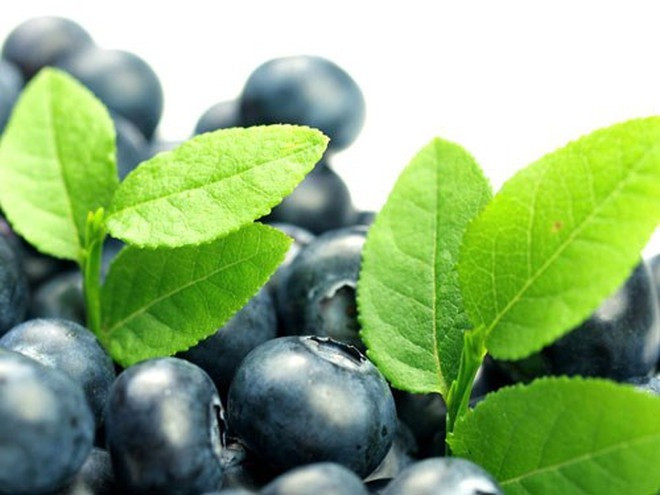 Quả việt quất cũng có chỉ số đường huyết thấp, với số điểm là 53. Ảnh: SHUTTERSTOCK Quả việt quất cũng có chỉ số đường huyết thấp, với số điểm là 53. Ảnh: SHUTTERSTOCK