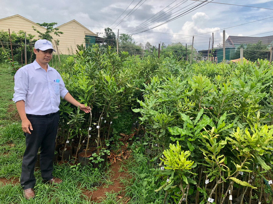 Ông Đỗ Văn Phước-cán bộ Phòng nông nghiệp và PTNT kiểm tra cây giống mắc ca trước khi cấp cho các xã, thị trấn. Ảnh: Lê Nam