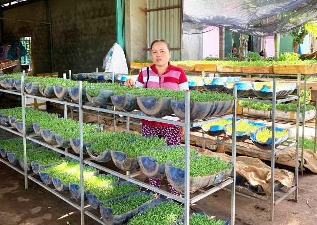 Bà Nguyễn Thị Thu (thôn Phú Bình, xã Ia Le, huyện Chư Pưh) tận dụng các bình nhựa đựng nước đã bỏ đi để trồng rau, kiếm thêm thu nhập. Ảnh: Nhật Hào