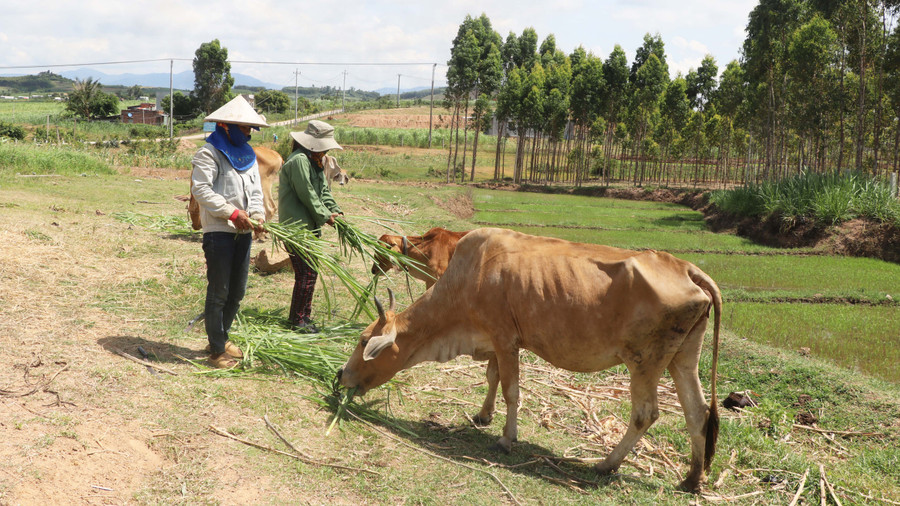 Mô hình tặng bò và nuôi rẽ bò sinh sản giúp nhiều hội viên phụ nữ trên địa bàn huyện Đak Pơ vươn lên thoát nghèo. Ảnh: Ngọc Minh