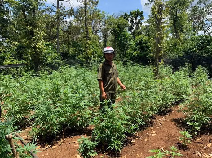 Rẫy cần sa trồng trái phép của gia đình bà Nguyễn Thị Nhàn