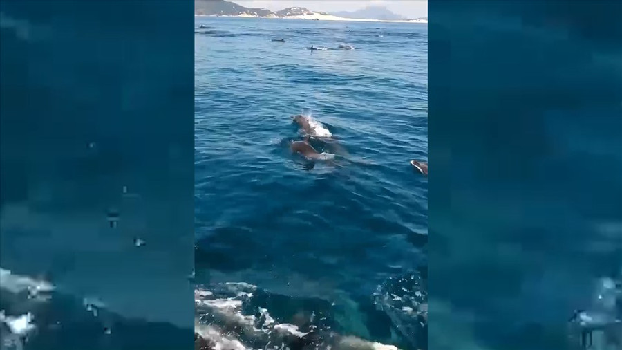 Đàn cá heo bơi lội cạnh thuyền ngư dân ở vịnh Vân Phong.