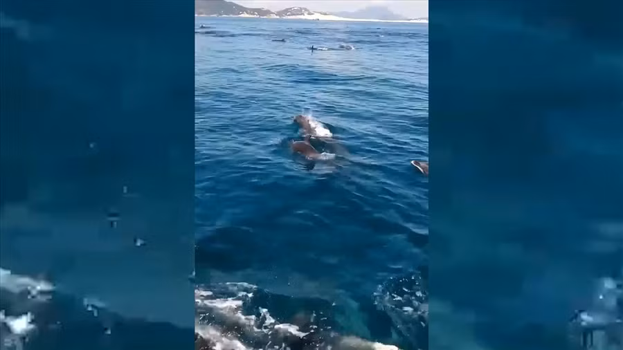 Đàn cá heo bơi lội cạnh thuyền ngư dân ở vịnh Vân Phong.