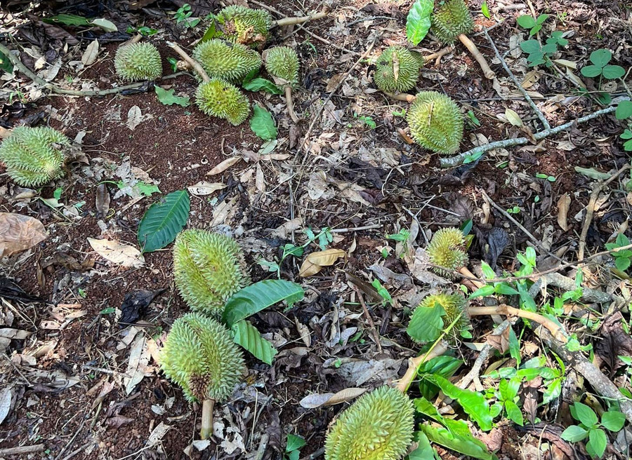 Hàng trăm tấn quả sầu riêng bị rụng do gió lốc. Ảnh: N.D