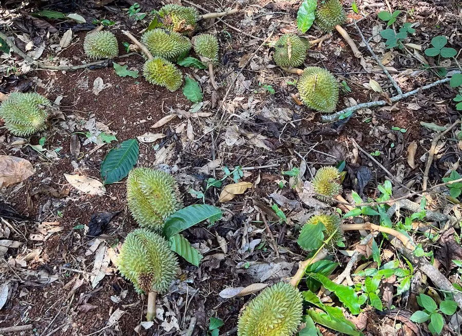 Hàng trăm tấn quả sầu riêng bị rụng do gió lốc. Ảnh: N.D