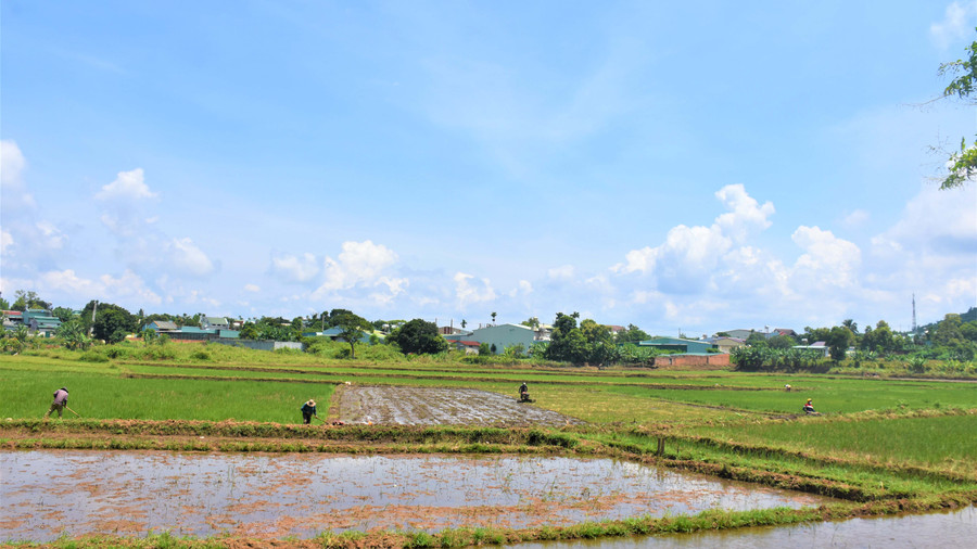 Cánh đồng Ia Tonh (xã Biển Hồ, TP. Pleiku) chuẩn bị vào vụ mới. Ảnh: Trần Dung
