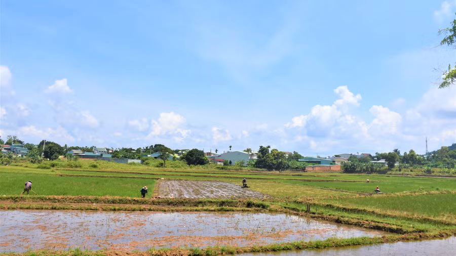 Cánh đồng Ia Tonh (xã Biển Hồ, TP. Pleiku) chuẩn bị vào vụ mới. Ảnh: Trần Dung