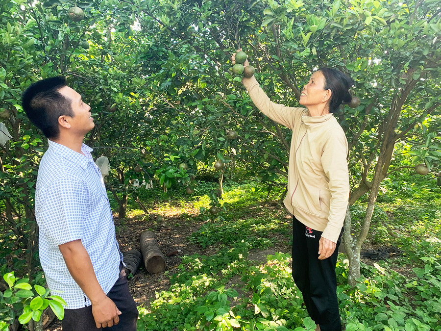 Nhờ sản xuất theo hướng an toàn sinh học, vườn cây ăn quả của gia đình bà Phan Thị Dũng (thôn Đức Lập) được thương lái đến tận nhà thu mua. Ảnh: Vũ Chi Nhờ sản xuất theo hướng an toàn sinh học, vườn cây ăn quả của gia đình bà Phan Thị Dũng (thôn Đức Lập) được thương lái đến tận nhà thu mua. Ảnh: Vũ Chi