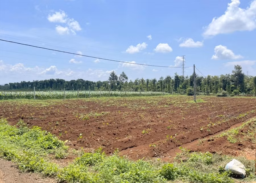 Phần đất quy hoạch đất trồng cây lâu năm đã được biến hóa thành đất ở nông thôn. Ảnh: Phan Tuấn