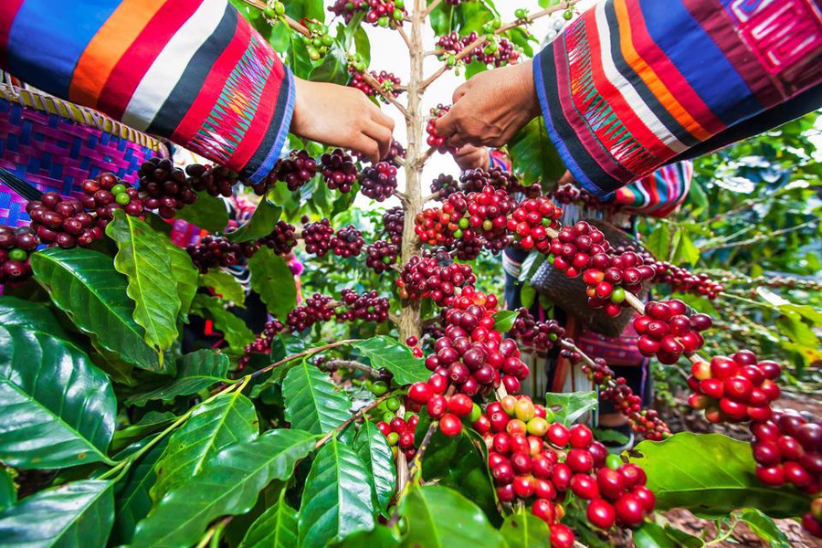  Giá cà phê hôm nay 28/6: Robusta tăng, trong nước có thể đạt 45 triệu đồng/tấn