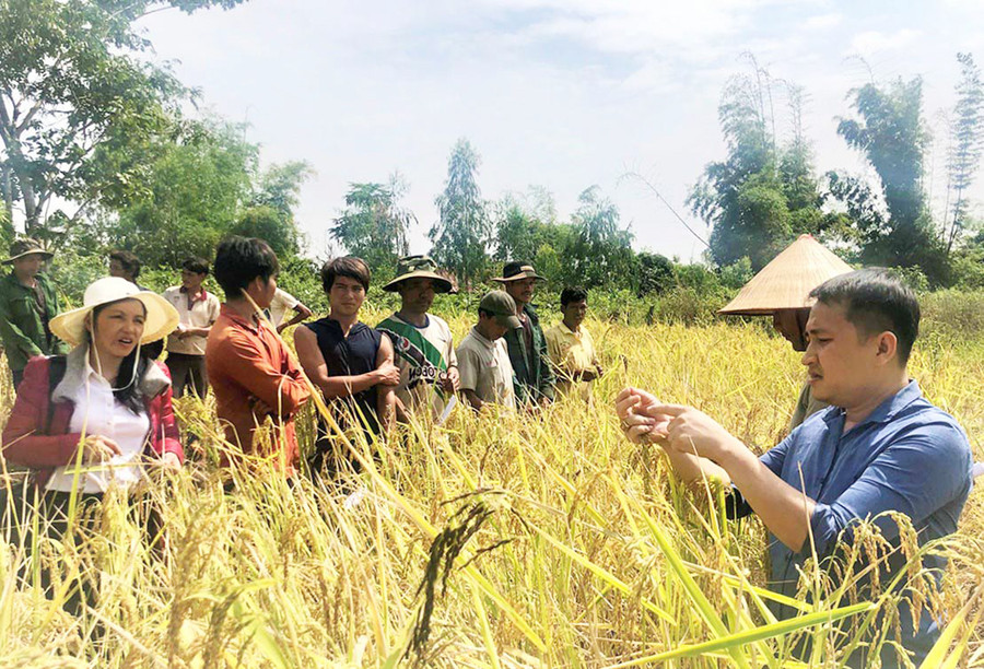 Lúa Ba Chăm đã được Viện Khoa học và Kỹ thuật Nông Lâm nghiệp Tây Nguyên tuyển chọn là giống bản địa của tỉnh. Ảnh: Mai Ka Lúa Ba Chăm đã được Viện Khoa học và Kỹ thuật Nông Lâm nghiệp Tây Nguyên tuyển chọn là giống bản địa của tỉnh. Ảnh: Mai Ka