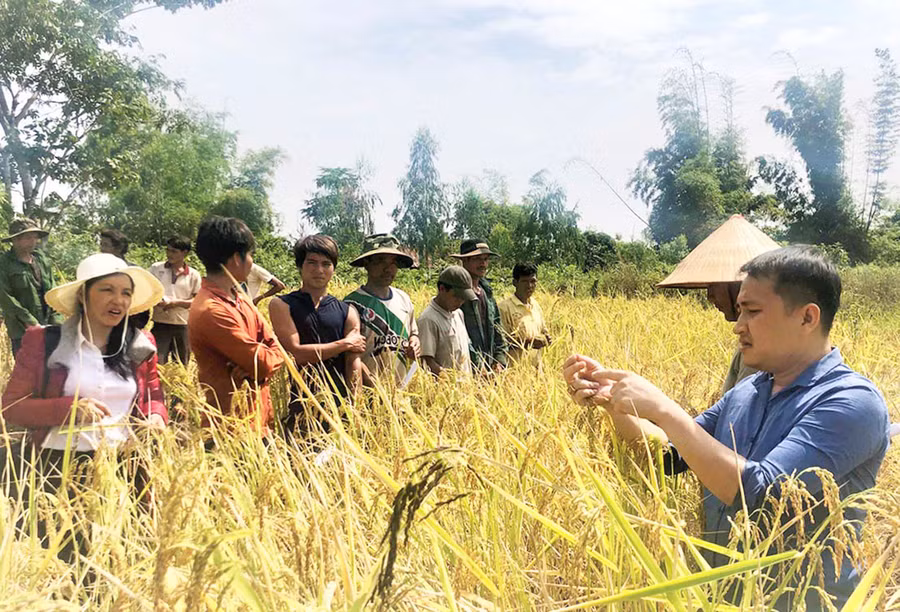 Lúa Ba Chăm đã được Viện Khoa học và Kỹ thuật Nông Lâm nghiệp Tây Nguyên tuyển chọn là giống bản địa của tỉnh. Ảnh: Mai Ka