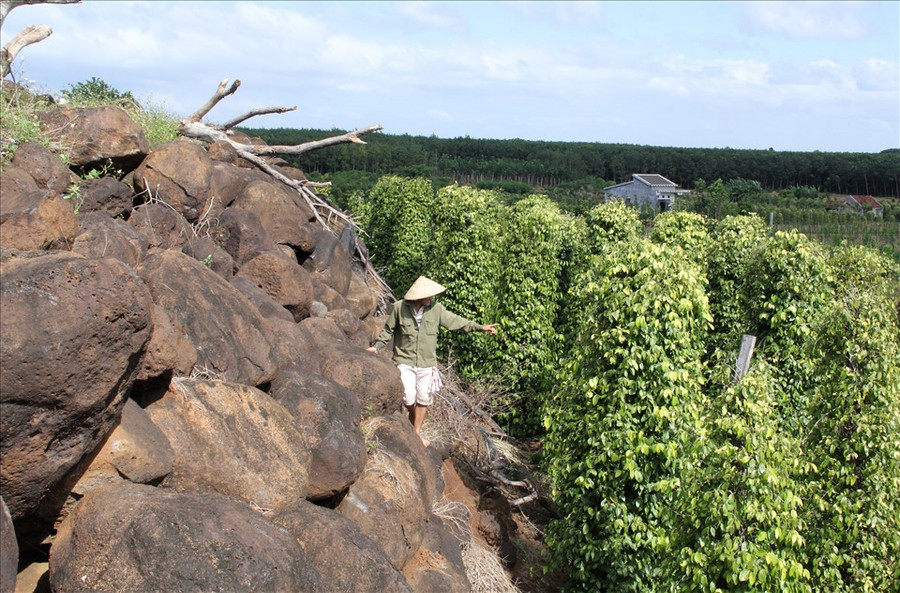 Những vườn cây hồ tiêu, cà phê xanh tốt trên những núi đá ở xã Nam Dong. Ảnh: Phan Tuấn
