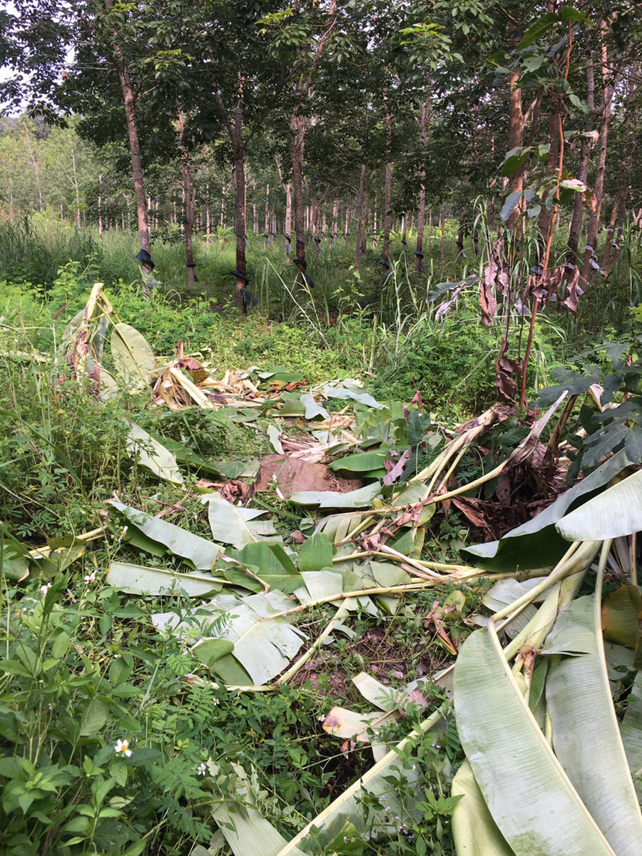 Dấu vết của voi rừng để lại ở xã Ia Mơr. Ảnh đơn vị cung cấp