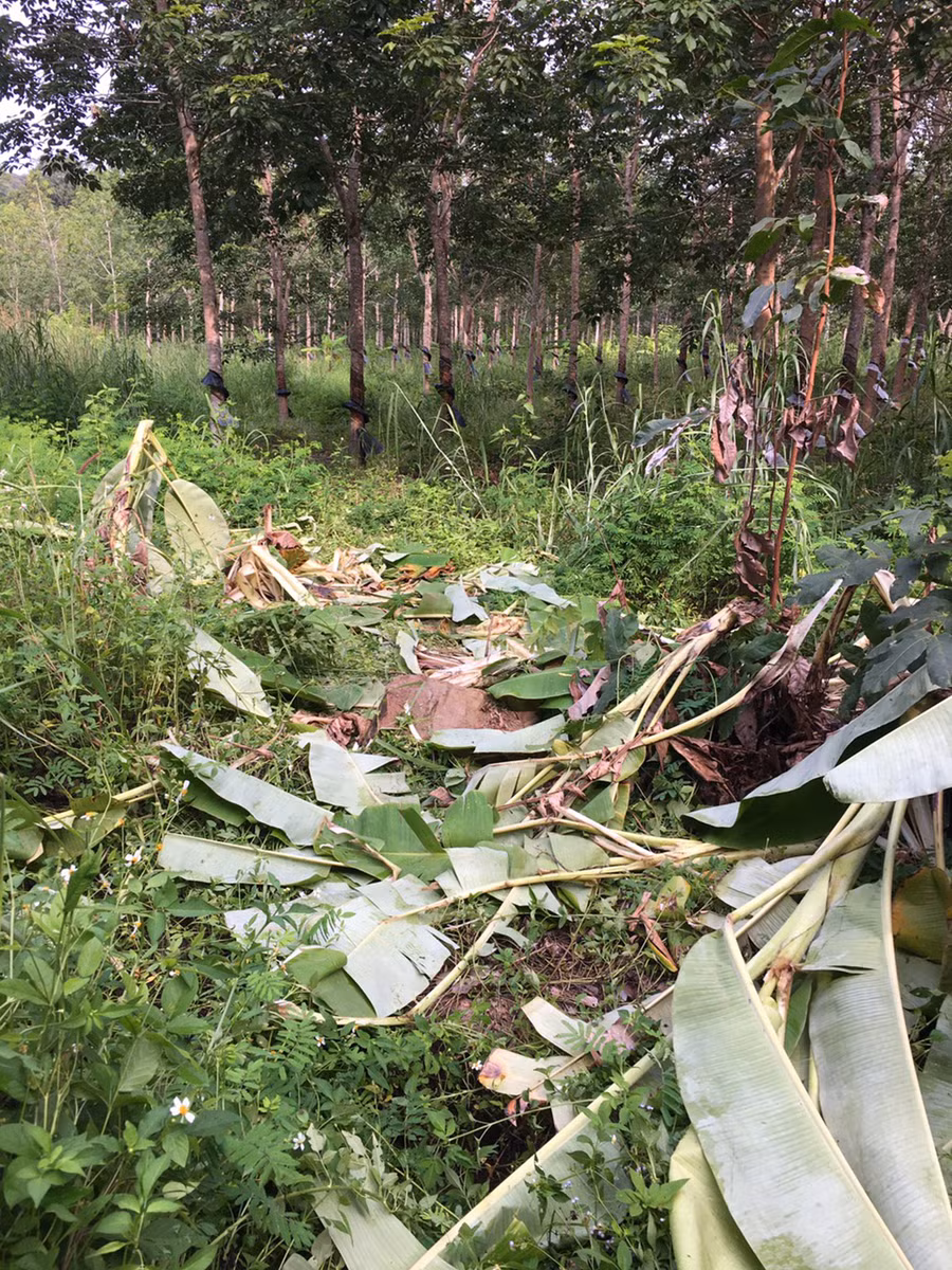 Dấu vết của voi rừng để lại ở xã Ia Mơr. Ảnh đơn vị cung cấp