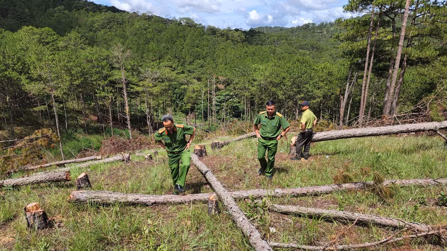  Rừng thông tại TK 144B bị triệt hạ hàng loạt. Ảnh: Lâm Viên