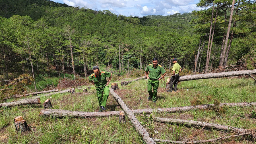 Lực lượng công an TP.Đà Lạt đang ráo riết truy tìm những kẻ triệt hạ rừng thông tại TK144B. Ảnh: Lâm Viên