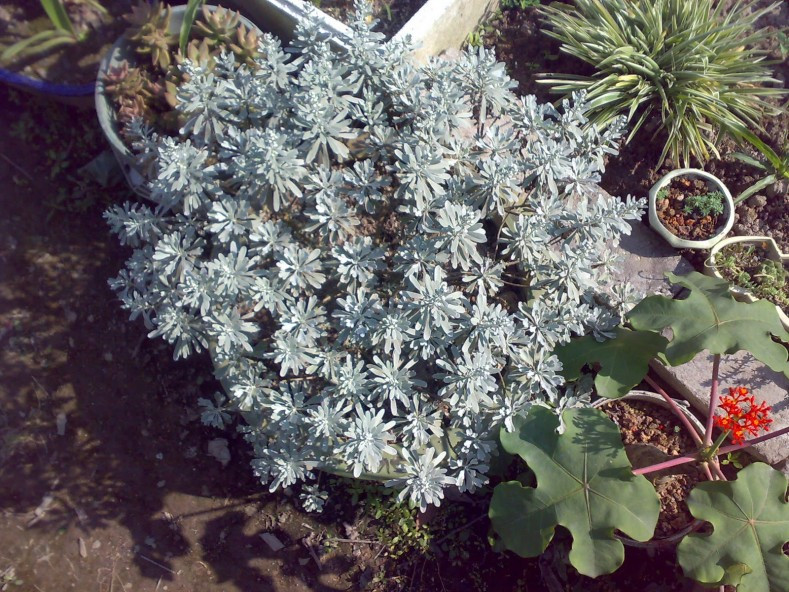 Theo một số tài liệu thì cúc mốc còn được dùng làm vị thuốc Đông y chữa được nhiều bệnh khác nhau.