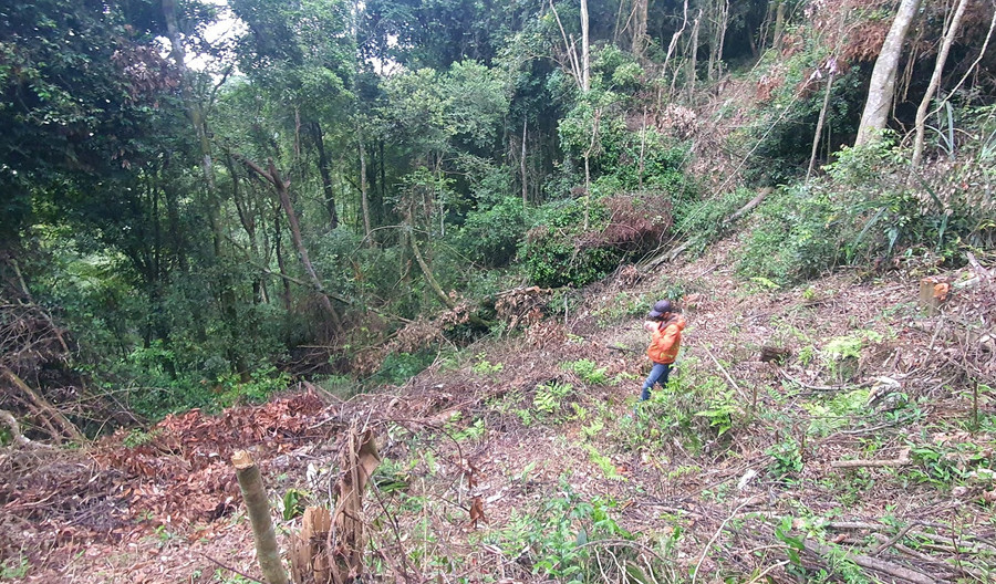 Rừng đặc dụng tại TK 158C (Đà Lạt) bị cưa hạ để chiếm đất. Ảnh: Lâm Viên