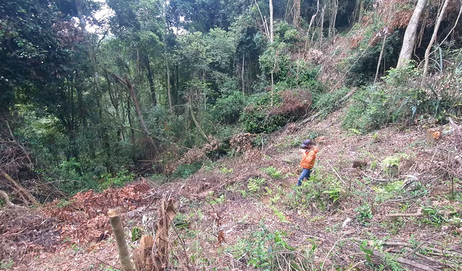 Rừng đặc dụng tại TK 158C (Đà Lạt) bị cưa hạ để chiếm đất. Ảnh: Lâm Viên