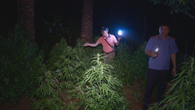 250 cây cần sa trồng trái phép trong vườn đối tượng Lê Đình Đệ. 250 cây cần sa trồng trái phép trong vườn đối tượng Lê Đình Đệ