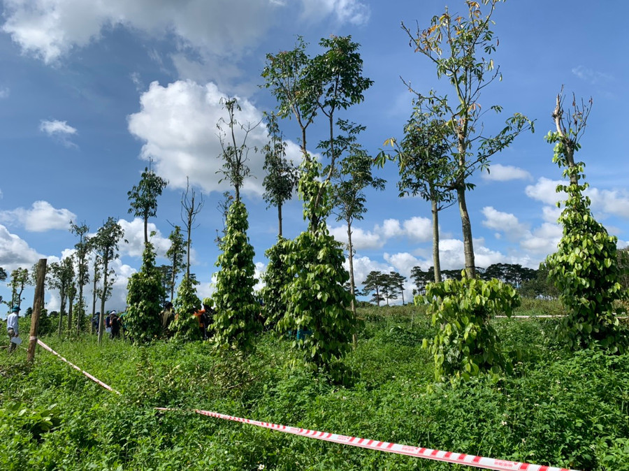 Lực lượng chức năng khoanh khu vực cưỡng chế. Ảnh: Thanh Quân Lực lượng chức năng khoanh khu vực cưỡng chế. Ảnh: Thanh Quân