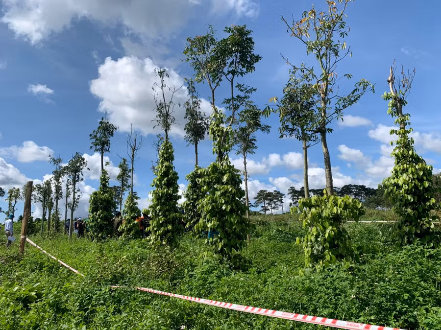 Lực lượng chức năng khoanh khu vực cưỡng chế. Ảnh: Thanh Quân Lực lượng chức năng khoanh khu vực cưỡng chế. Ảnh: Thanh Quân