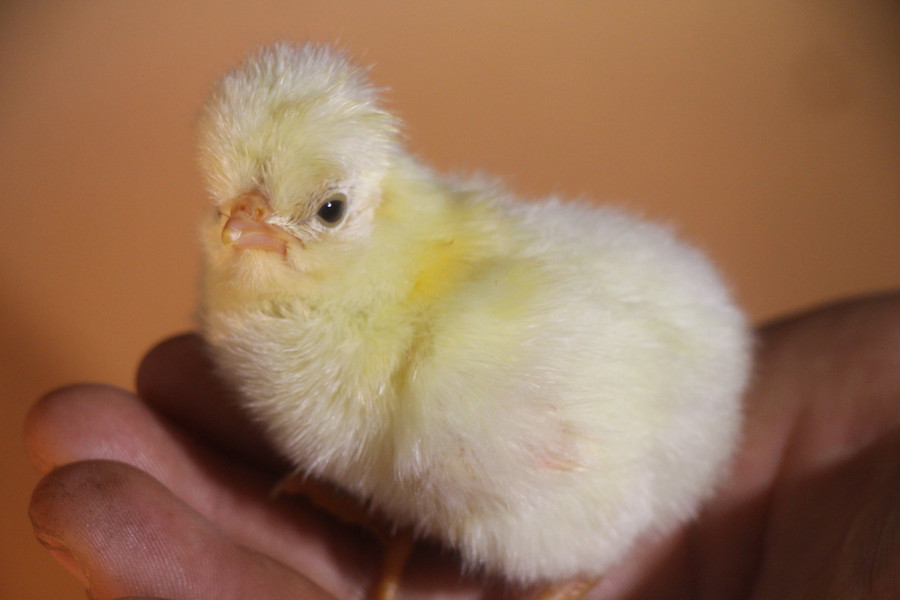 Gà sư tử 1 tháng tuổi có giá 300.000 đồng/con. Ảnh: Duy Tân