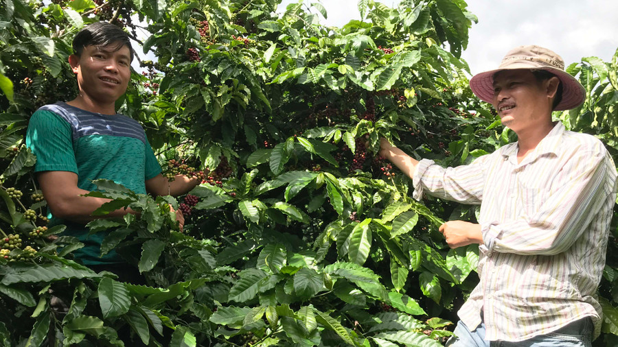 Nông dân xã Ia Tiêm, huyện Chư Sê sản xuất cà phê theo tiêu chuẩn 4C. Ảnh: Nguyễn Diệp