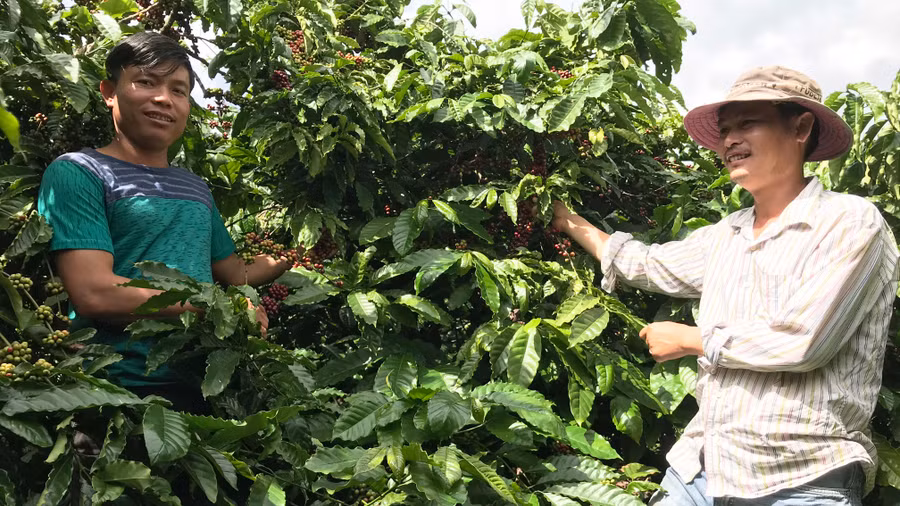 Nông dân xã Ia Tiêm, huyện Chư Sê sản xuất cà phê theo tiêu chuẩn 4C. Ảnh: Nguyễn Diệp