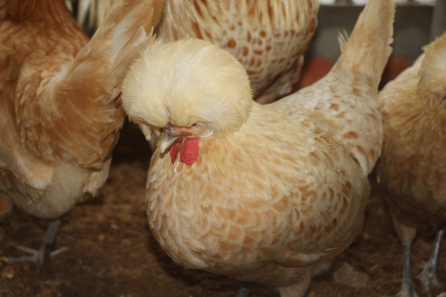 Gà sư tử Ba Lan với bờm mọc phủ từ đầu đến cổ. Ảnh: Duy Tân