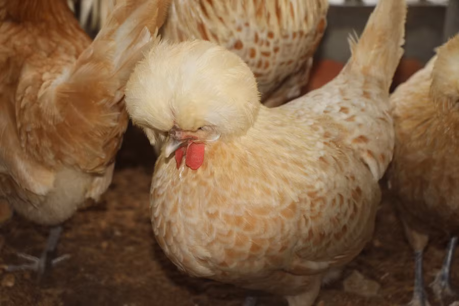 Gà sư tử Ba Lan với bờm mọc phủ từ đầu đến cổ. Ảnh: Duy Tân