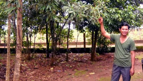 Người dân xã Ia Khươl (huyện Chư Păh) trồng cây bời lời đỏ trong vườn nhà. Ảnh: C.T.V Người dân xã Ia Khươl (huyện Chư Păh) trồng cây bời lời đỏ trong vườn nhà. Ảnh: C.T.V