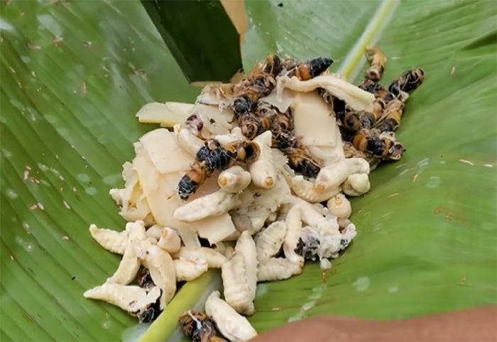 Nhộng ong bắp cày.