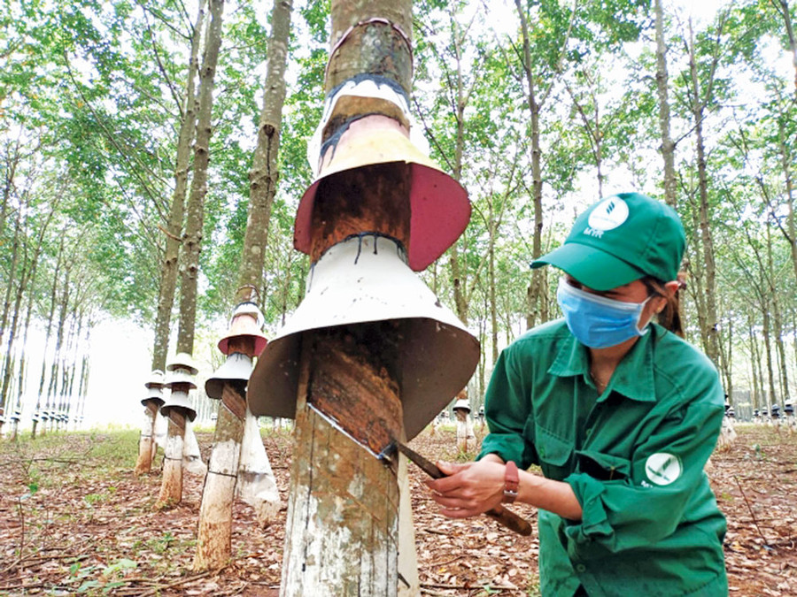 Công nhân khai thác mủ của Công ty Cao su Mang Yang. Ảnh: Đinh Yến